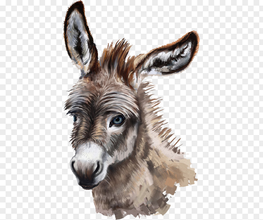 Donkey Stock Photography Drawing PNG