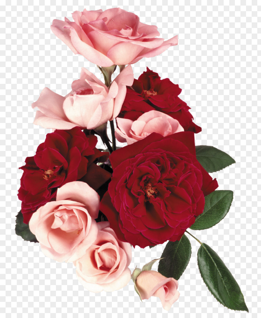 Flower Garden Roses Bouquet Cabbage Rose Floral Design PNG