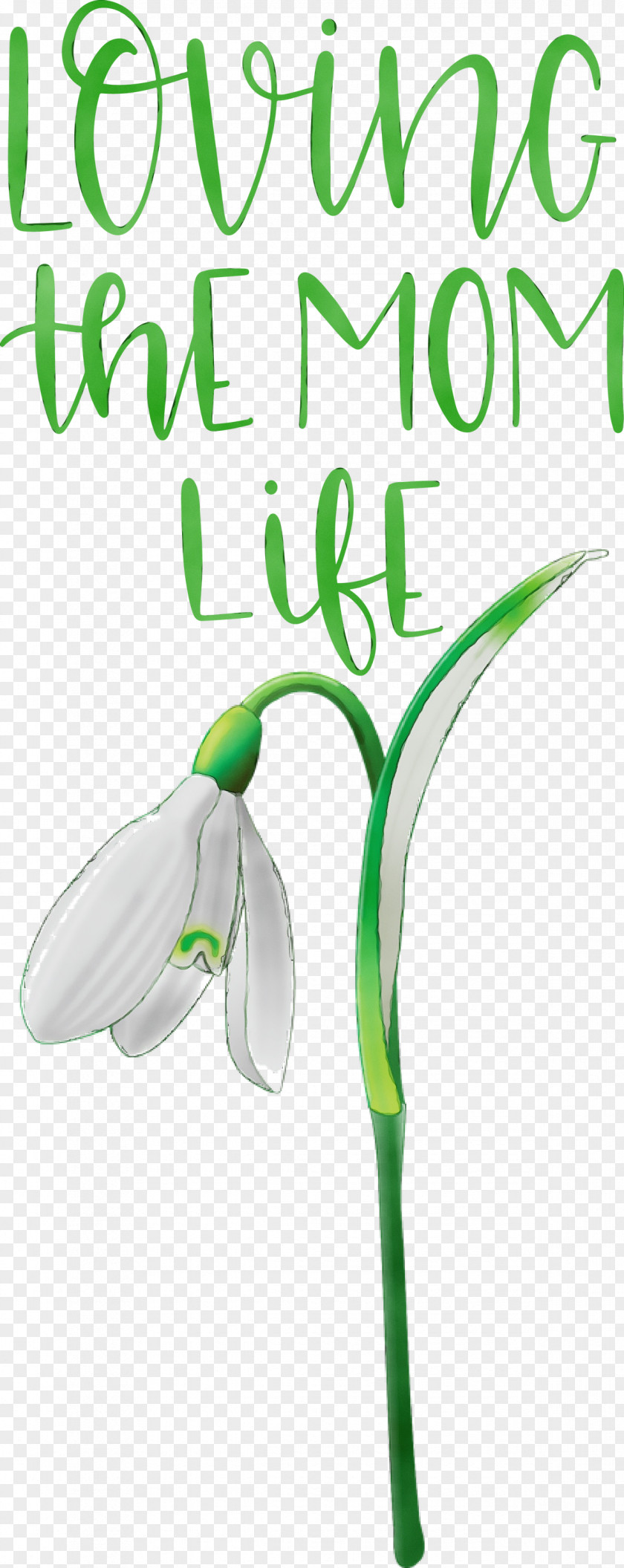 Font Green Flower Leaf Meter PNG