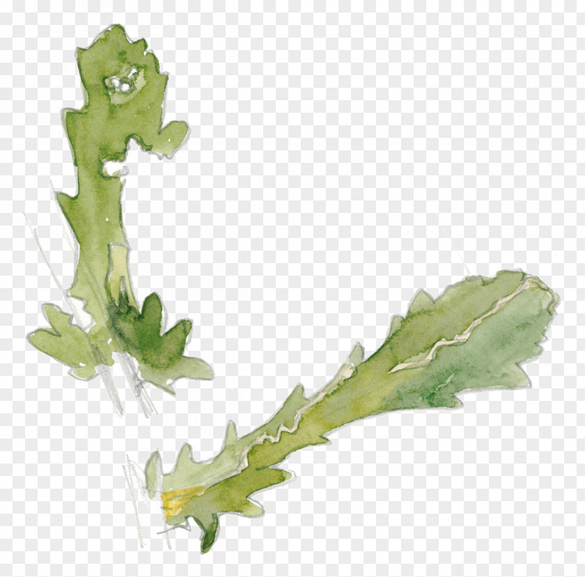 Leaf Vegetable Oxeye Daisy Insect Plant Stem PNG