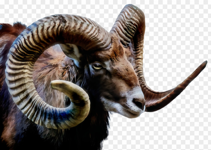 Terrestrial Animal Dalls Sheep Argali Horn Bighorn Wildlife Goats PNG