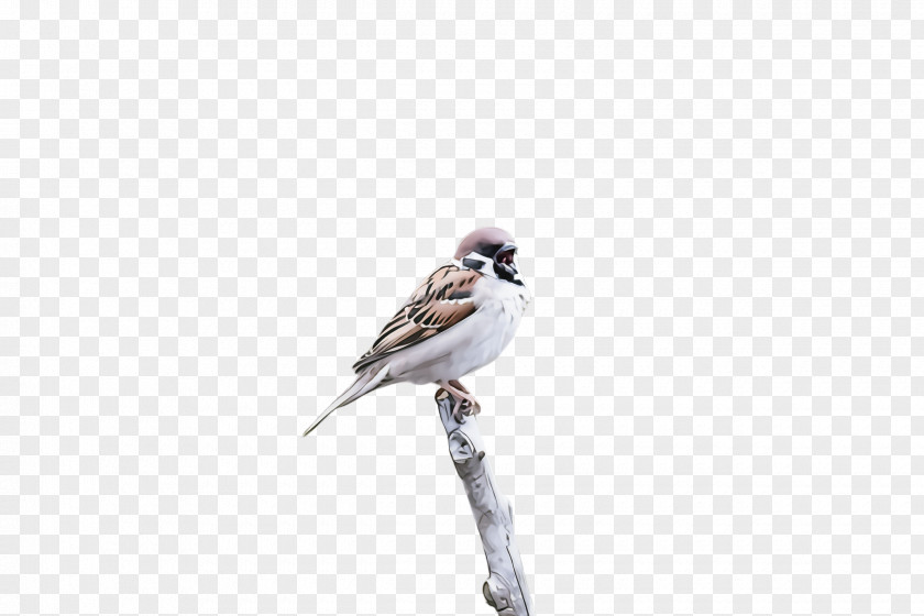 Twig Wildlife Bird Beak Sparrow Perching Songbird PNG