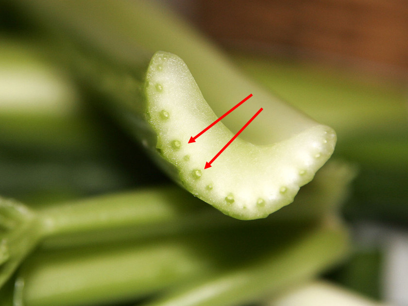 Celery Stuffing Leaf Plant Stem Vascular Tissue PNG