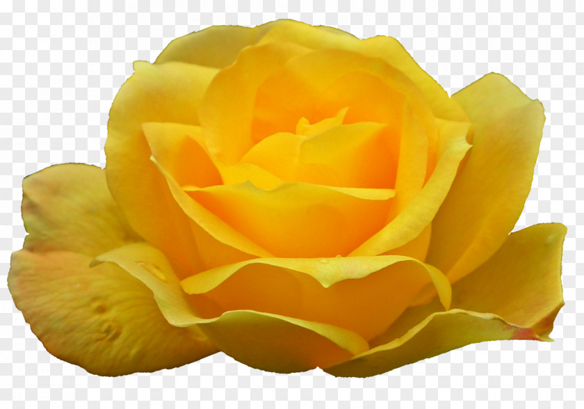 China Yellow Rose Flower Garden Roses Image Austrian Briar Clip Art PNG