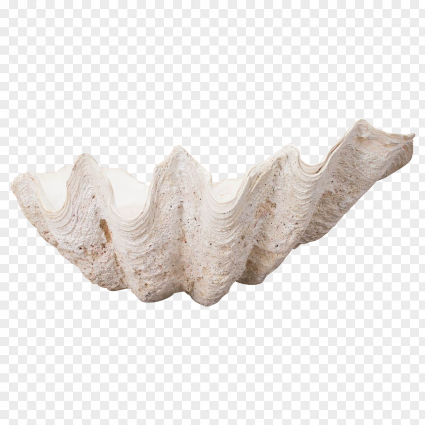 Clams Jaw PNG