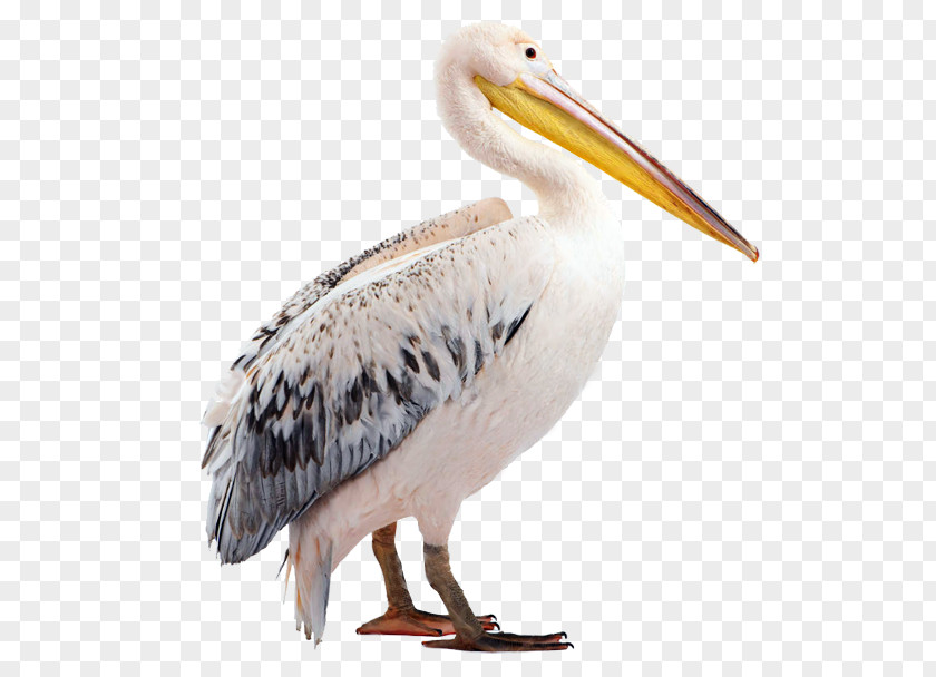 Collabora Pelican Beak Fauna Wildlife PNG