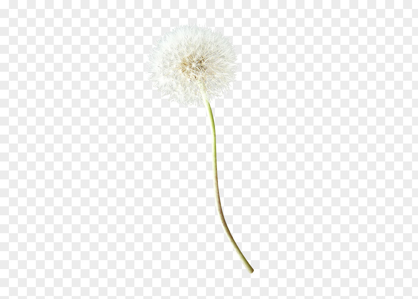 Dandelion Creative Common PNG