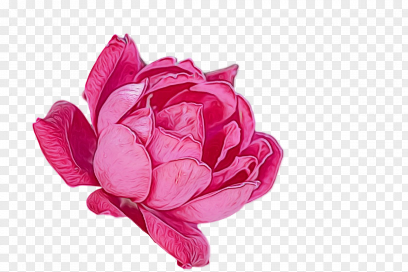 Garden Roses PNG