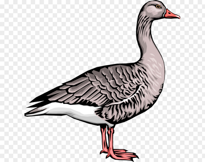 Geese Goose Duck Clip Art PNG