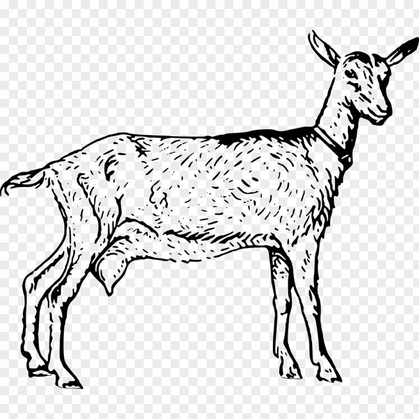 Goat Boer Anglo-Nubian Poitou Sheep Clip Art PNG