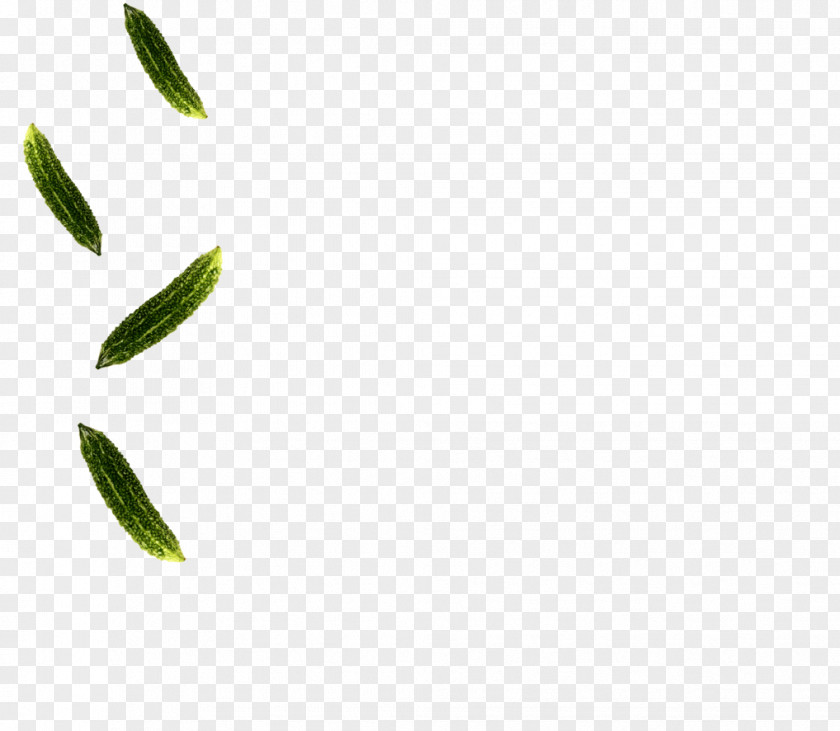 Leaf Plant Stem PNG