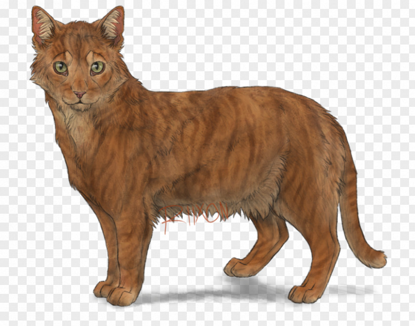 Lion Whiskers Snowshoe Cat Wildcat Tabby Piebald PNG
