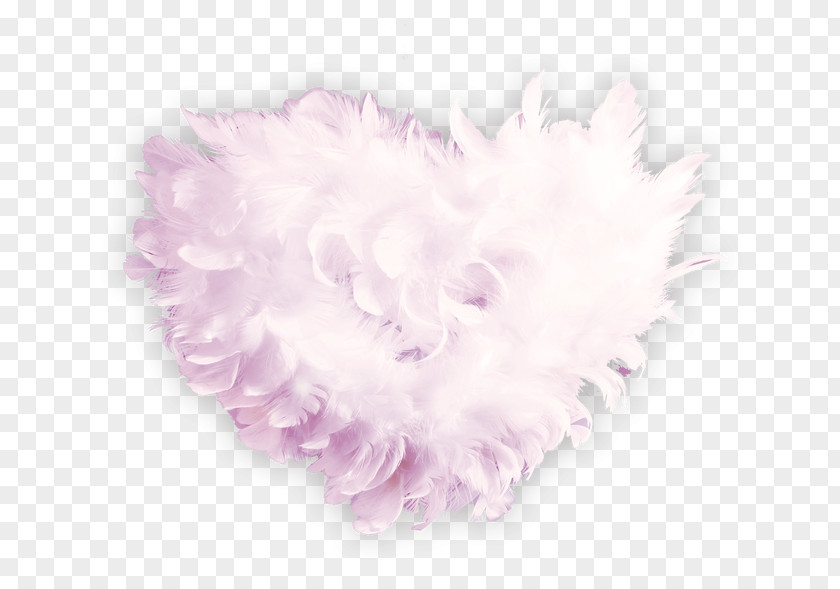 Love Feather Fur Petal Pink PNG