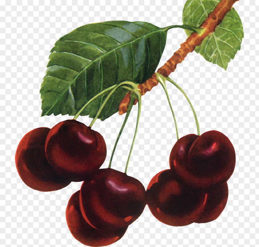 Mf Auglis PhotoScape Berry Cherry PNG