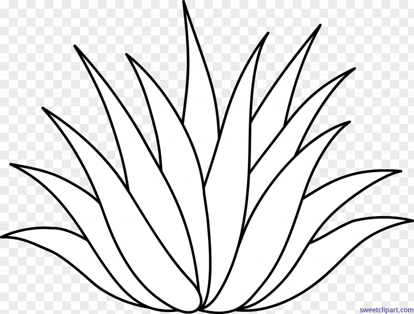 Plant Drawing Line Art Aloe Vera Centuryplant Clip PNG