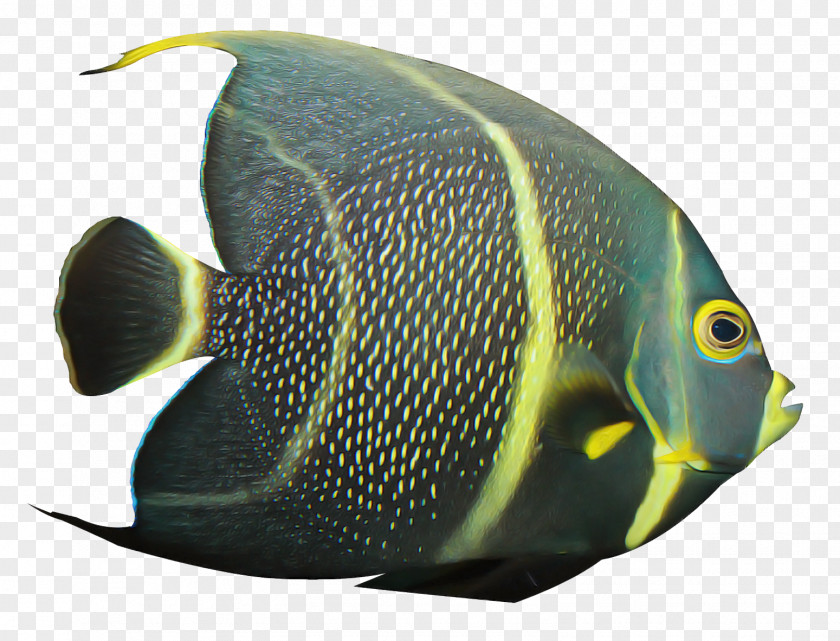 Rayfinned Fish Marine Biology Pomacanthidae Pomacentridae Holacanthus PNG