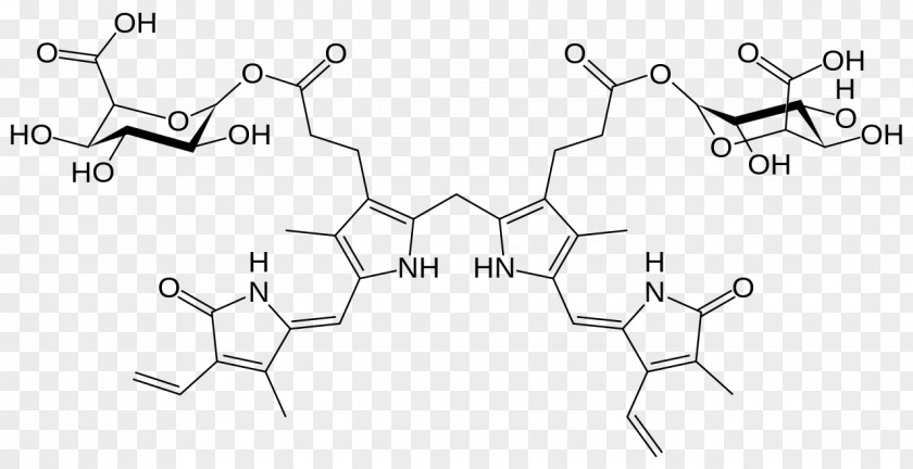 Rubin Bilirubin Diglucuronide Heme Catabolism Metabolism PNG