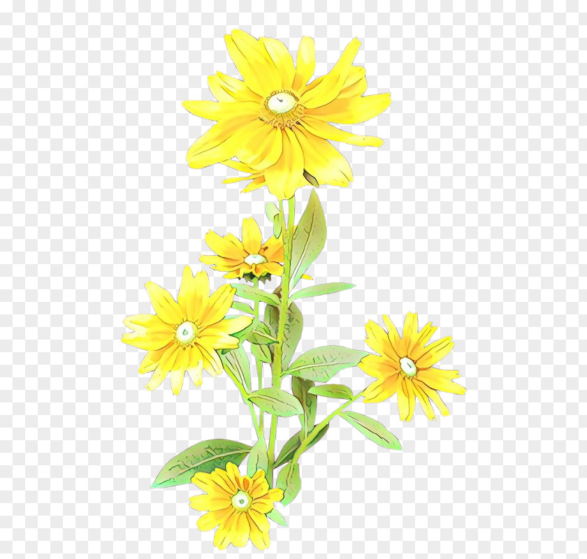 Daisy Chamomile Sunflower PNG