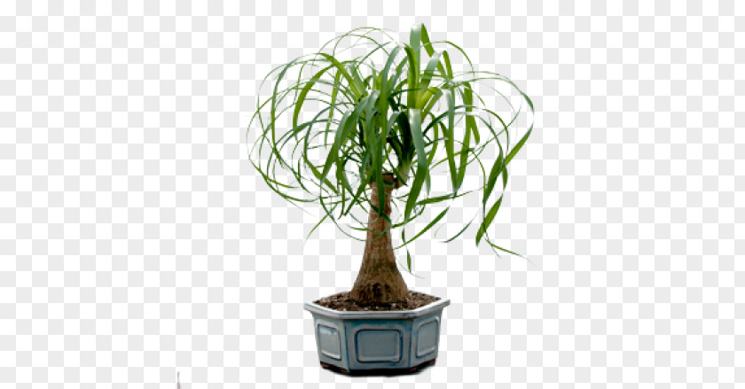 Flowering Bonsai Cactus Bonsais / Ponytail Palm Houseplant PNG