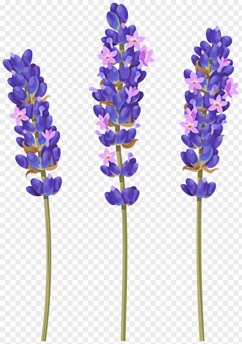 Lavender PNG