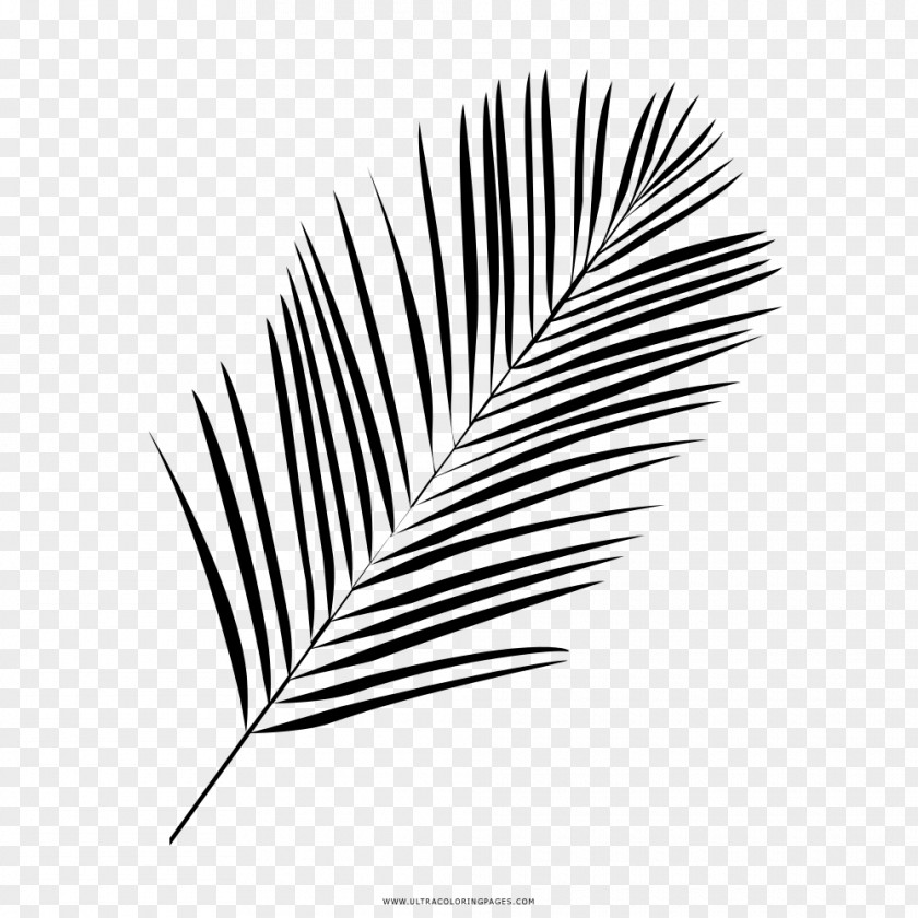 Leaf Drawing Black And White Coloring Book PNG
