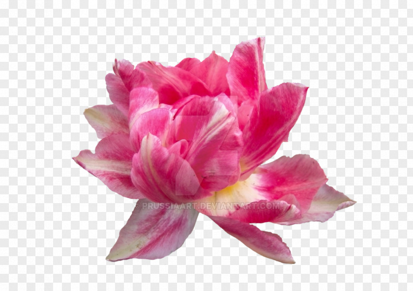 Peonies Pink Flowers Peony Petal Clip Art PNG