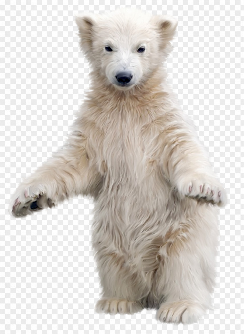 Polar Bear Brown Clip Art PNG