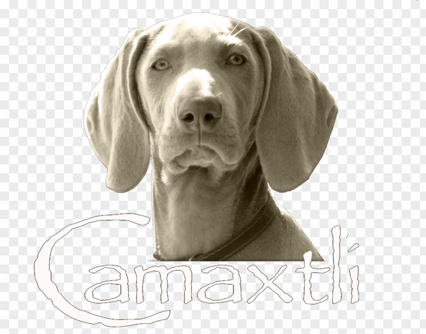 Weimaraner Dog Breed Companion Pointing Snout PNG