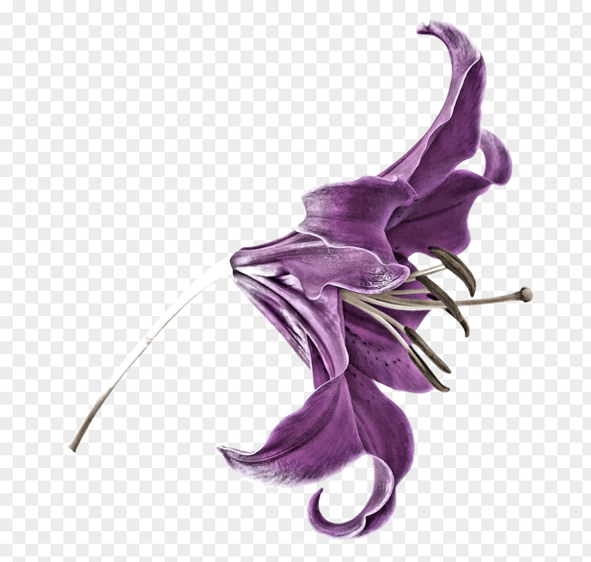 Purple Petal Flower Lilium PNG