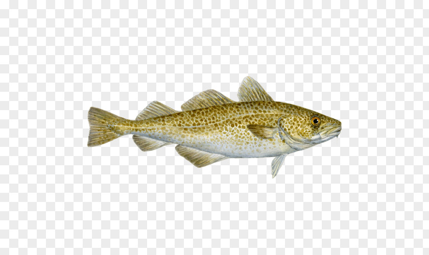 Fish Atlantic Cod Seafood Watch Pacific PNG