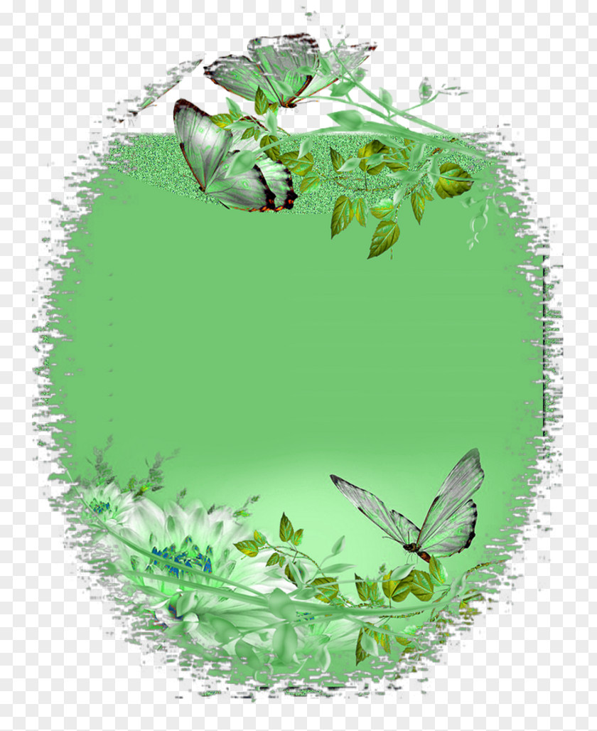 Insect Herbalism Leaf Pollinator PNG