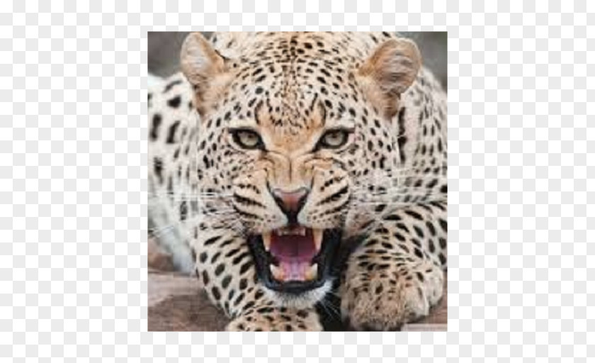 Leopard Cat Cheetah Felidae Jaguar PNG