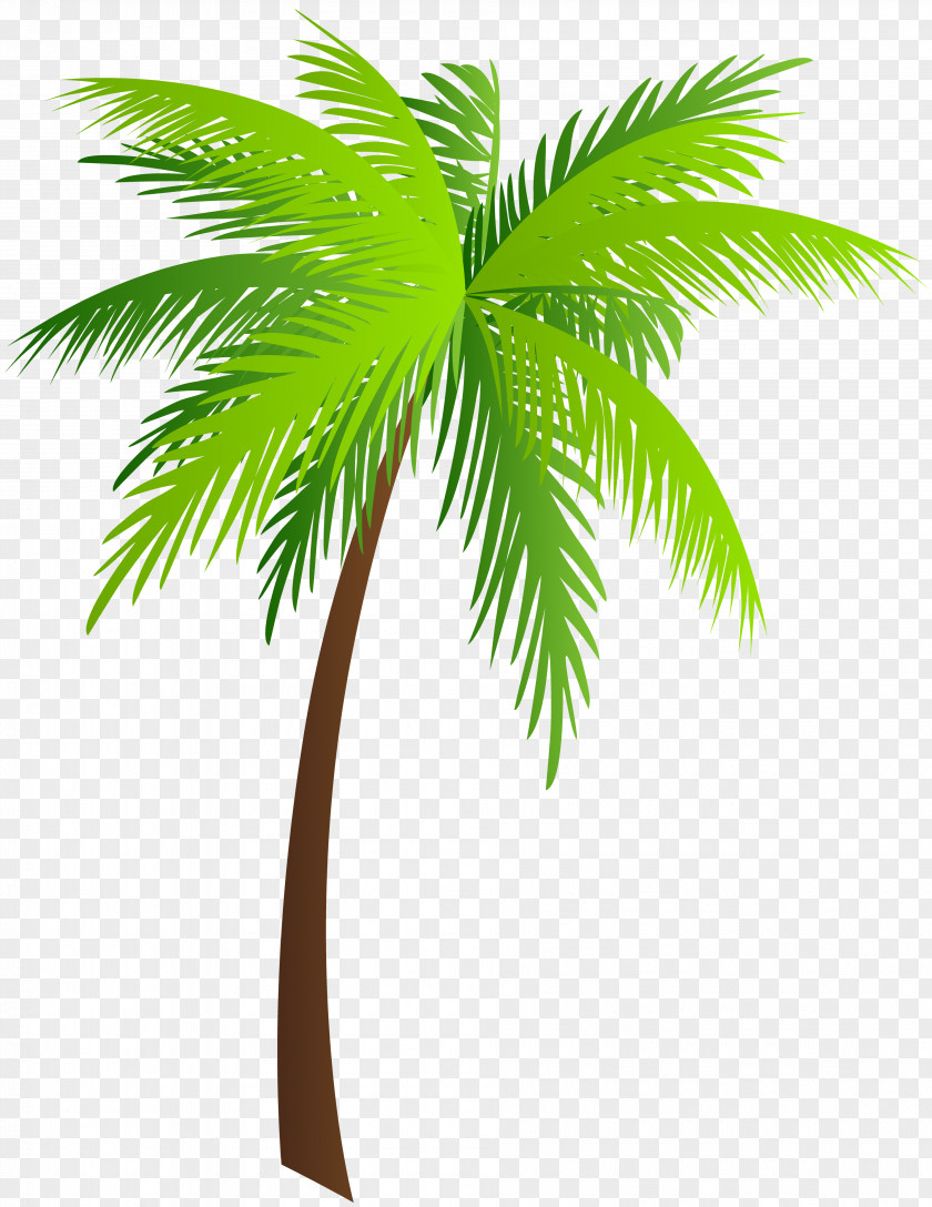 Palm Leaves Arecaceae Coconut Ichumma's Inn Clip Art PNG