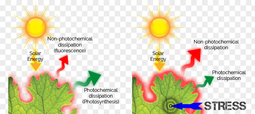 Photosynthetic Efficiency Chlorophyll Fluorescence Photosynthesis Kautsky Effect PNG