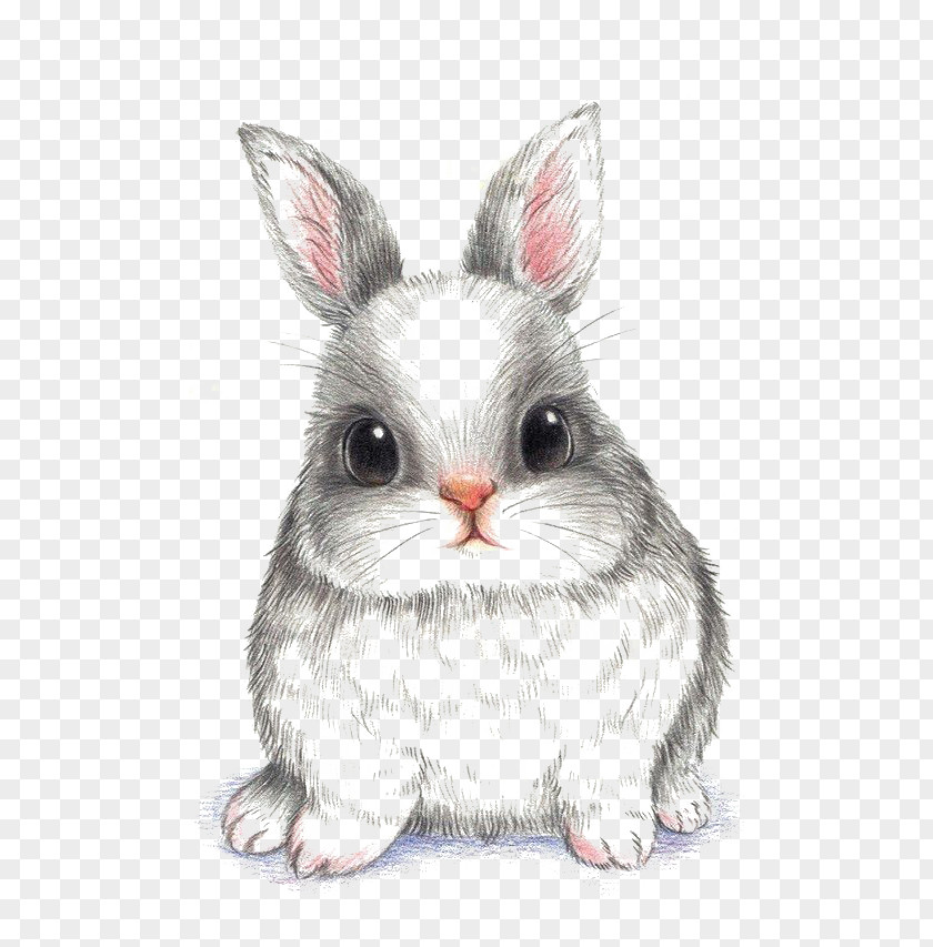 Rabbit European Drawing Wallpaper PNG