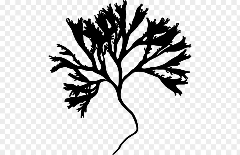 Silhouette Irish Moss Twig Clip Art PNG