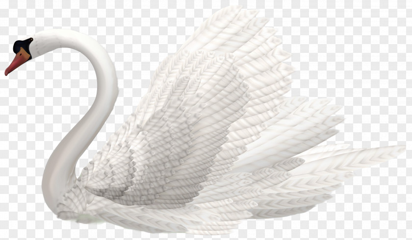 Swan Mute Pelican White Water Bird PNG