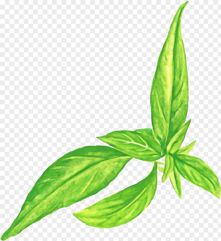 Basil Leaf Plant Stem Herb Peppermint PNG