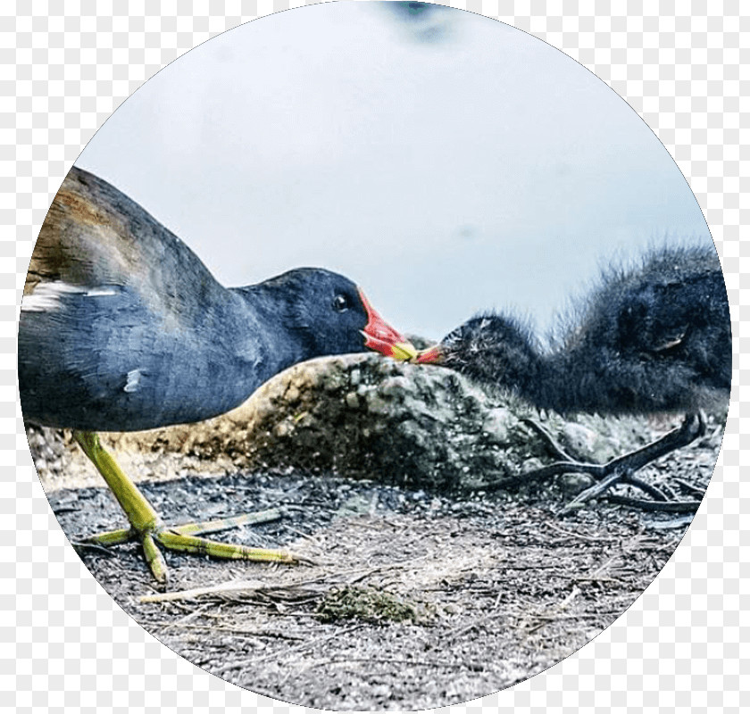 Bird Social Media Beak Cygnini Goose PNG