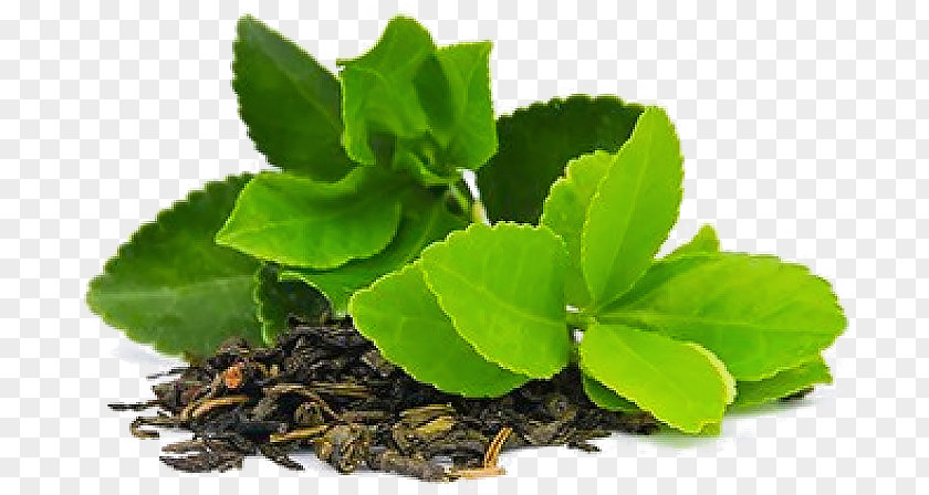 Leaf Tea Green Matcha Masala Chai Plant PNG