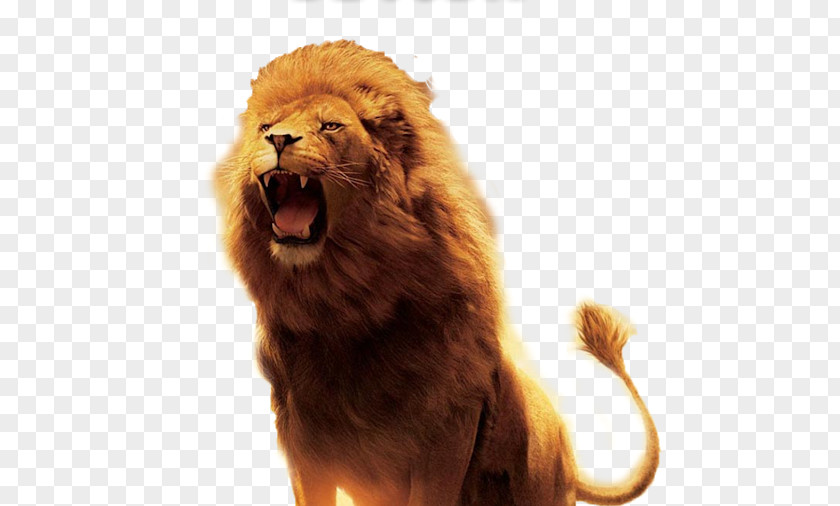 Leon The Lion, Witch And Wardrobe Aslan Desktop Wallpaper Download PNG