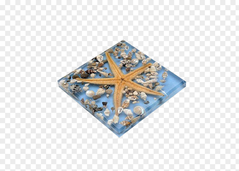 Starfish Biological Tiles Glass Tile Ceramic Bathroom Kitchen PNG
