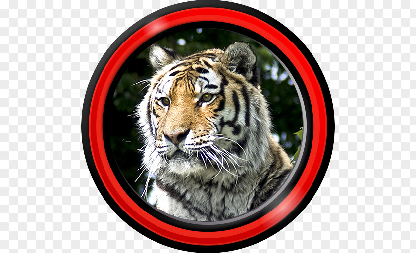 Tiger Android Aptoide Wallpaper PNG