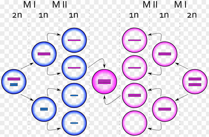 Triple X Syndrom Klinefelter Syndrome Meiosis Nondisjunction Chromosome Abnormality PNG