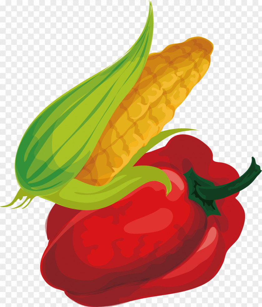 Vector Creative Design Diagram Corn Pepper Vegetables Chili Cartoon Maize Drawing PNG