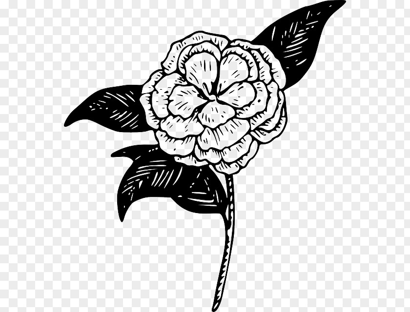 Camellia Vector Drawing Line Art Clip PNG