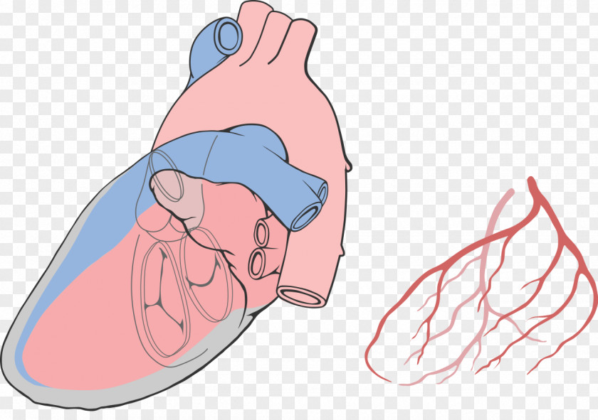 Heart Diagram Thumb Drawing PNG