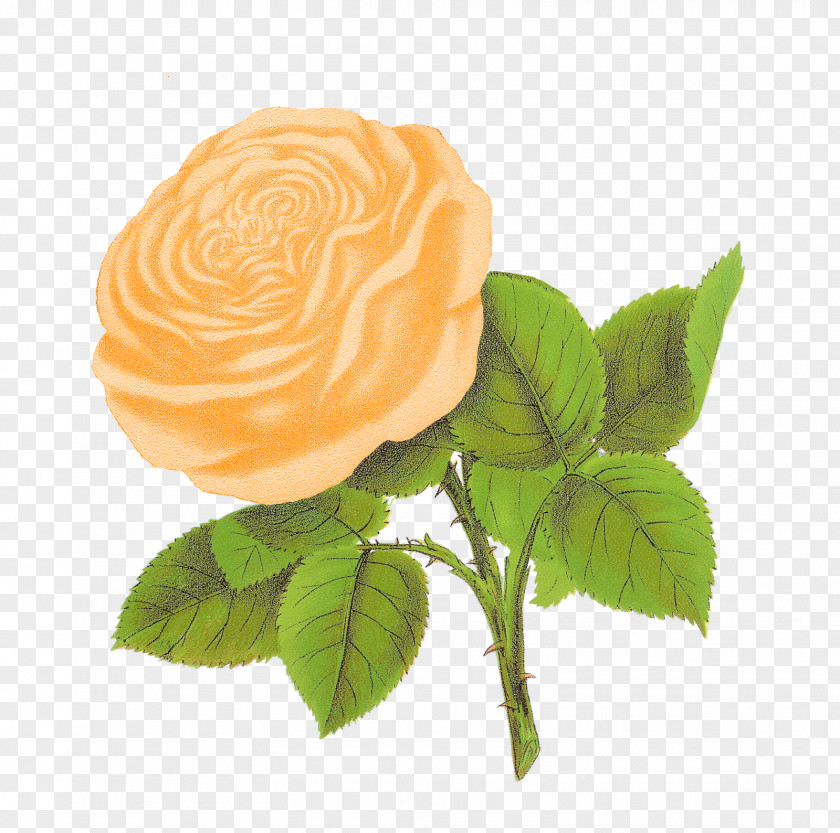 Peach Flower Rose Clip Art PNG