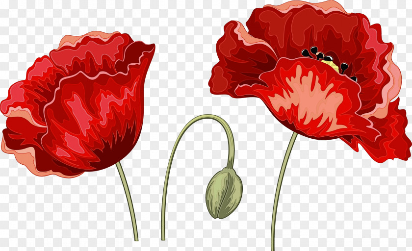 Corn Poppy Coquelicot Red Flower Petal Plant Tulip PNG