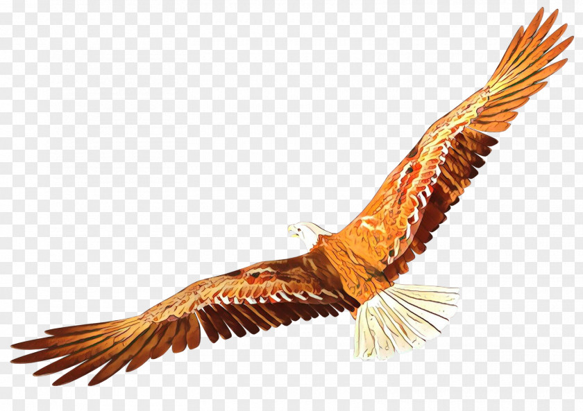 Feather Pheasant Turkey Cartoon PNG